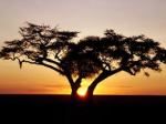 African tree at dusk