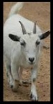 Une Chevre / A Goat